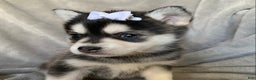 Alaskan Klee Kai dogs for sale: Petite Toy Husky~ Amazing Petunia~!!! - Ad 7