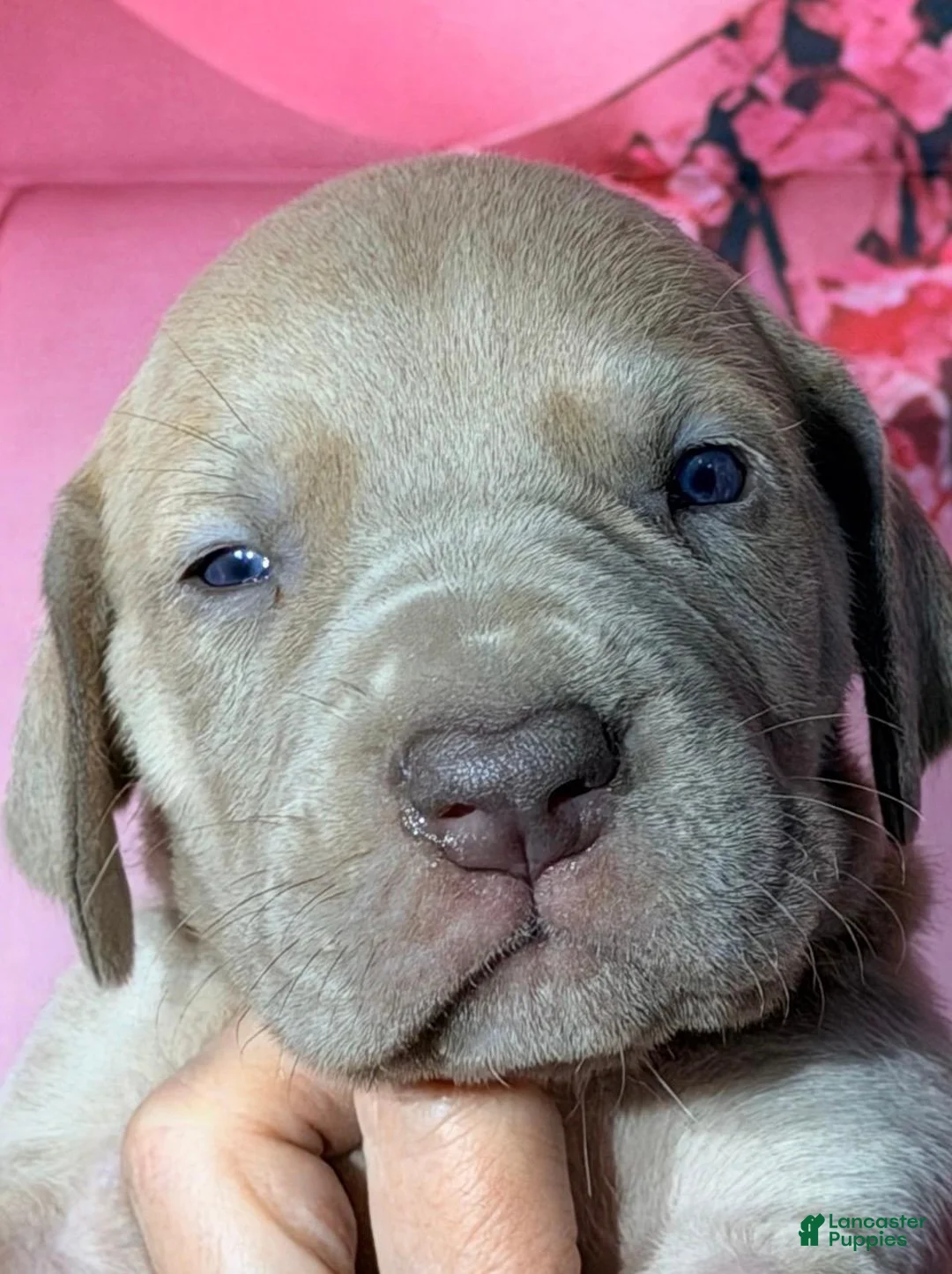 Great Dane dogs for sale: Gena - Lilac - Ad 1