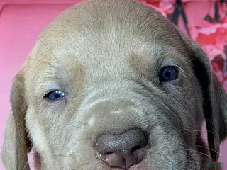 Great Dane dogs Gena - Lilac - Ad 9