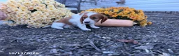 Welsh Springer Spaniel dogs for sale: Lassie - Ad 14