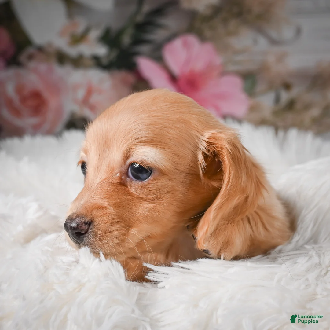 Miniature Dachshund dogs for sale: AKC-Rose - Ad 2