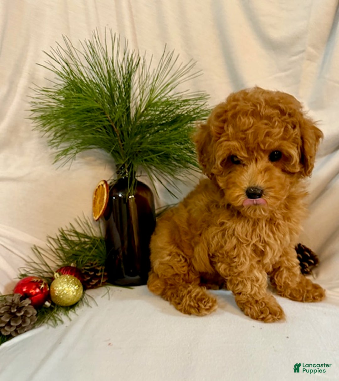 Toy Poodle dogs for sale: Grant - Ad 3