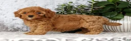 Cavapoo dogs for sale: Callie - Ad 2