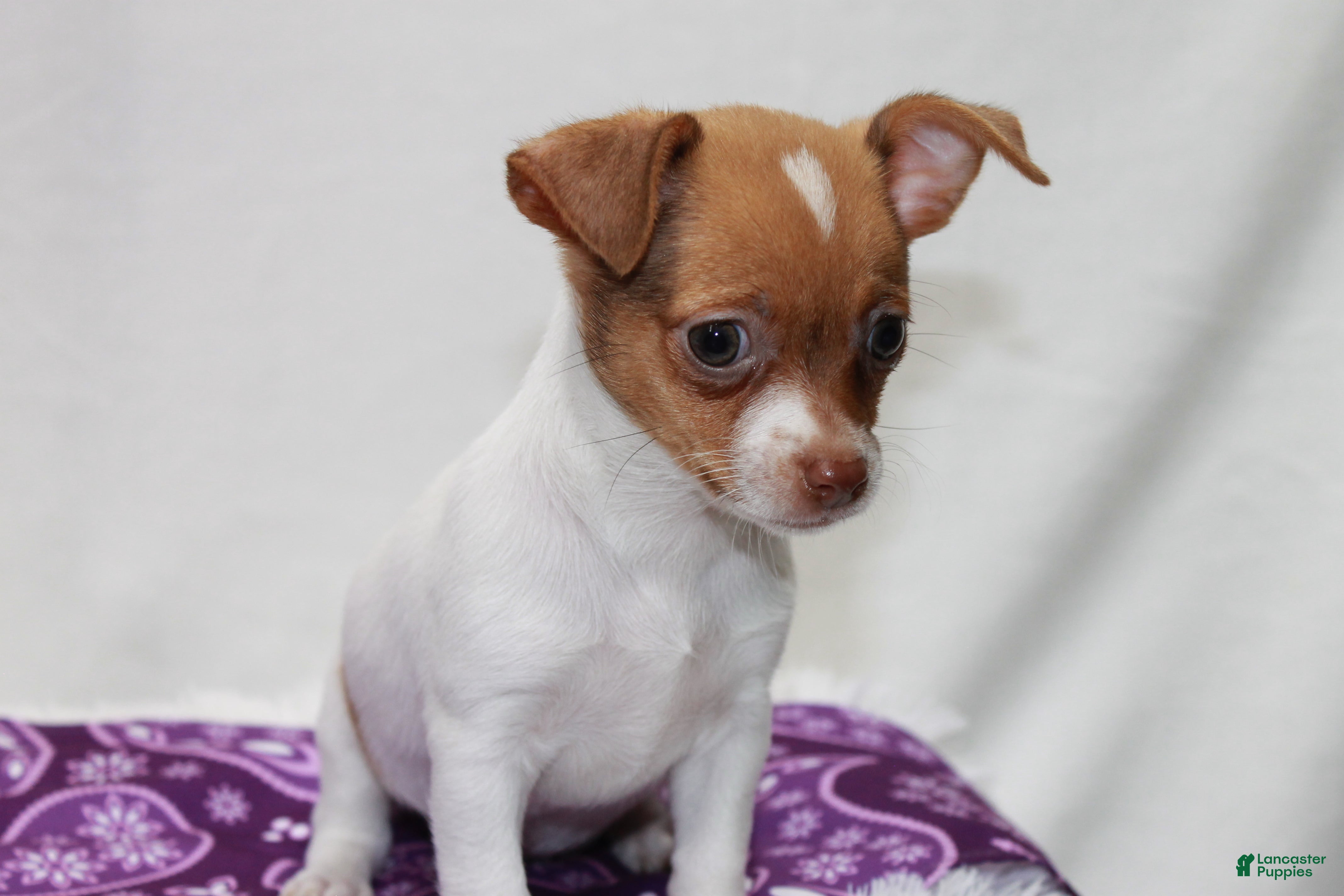 Chihuahua dogs Chihuahua 5 - Ad 1