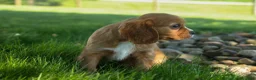 Cavalier King Charles Spaniel dogs for sale: Fletcher 🐶💙 - Ad 8