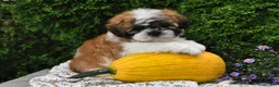 Teddy Bear dogs for sale: Todd - Ad 3