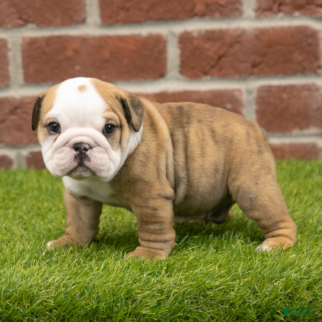 English Bulldog dogs for sale: Buster - Ad 1