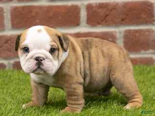 English Bulldog dogs Buster - Ad 17