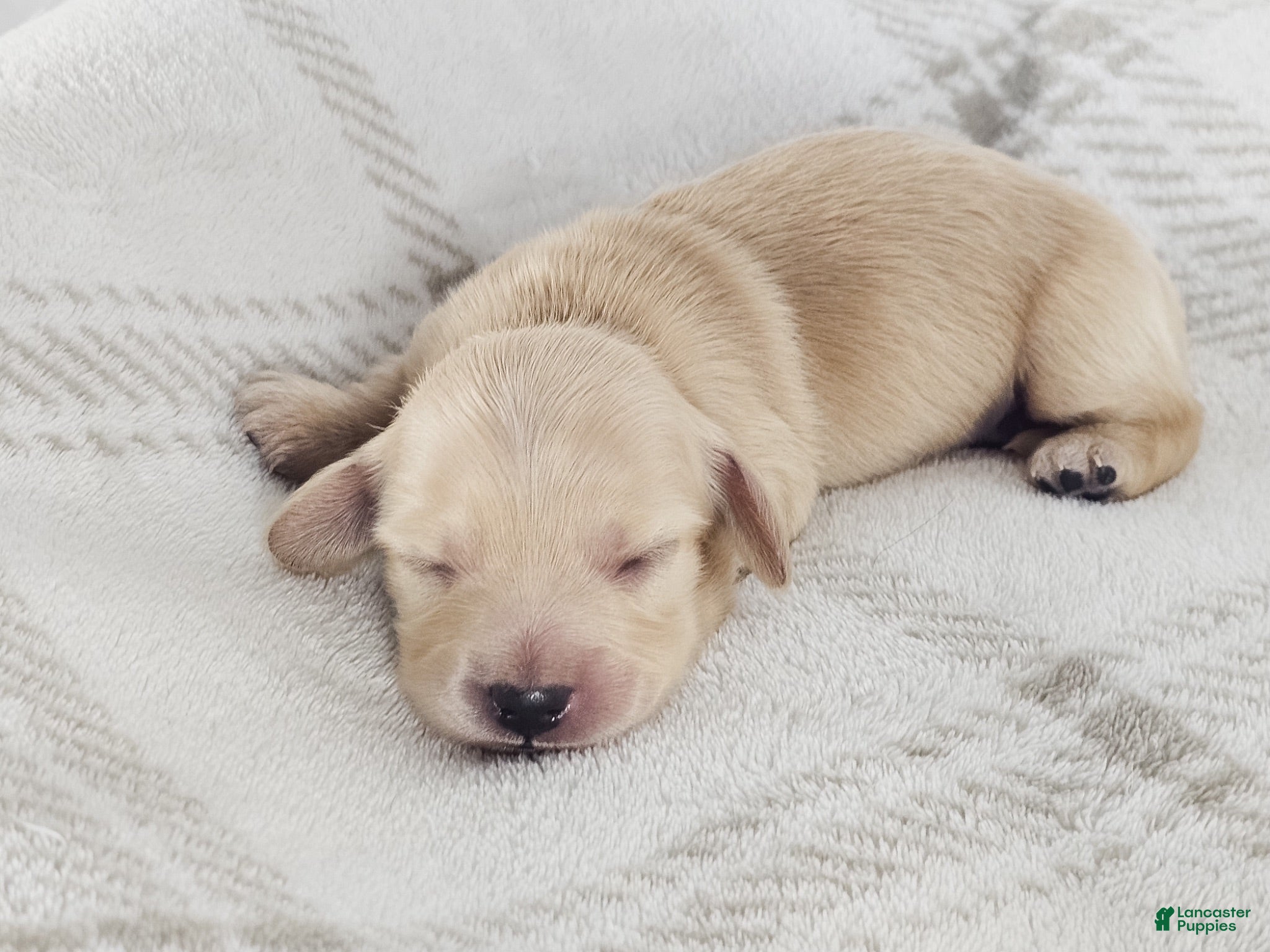 Miniature Dachshund dogs Wafer - Ad 31