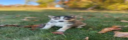 Gerberian Shepsky dogs for sale: Zeus - Ad 3