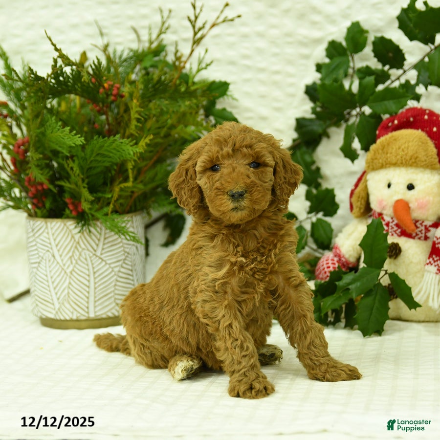 Goldendoodle dogs Elsa - Ad 19
