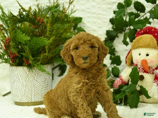 Goldendoodle dogs Elsa - Ad 3