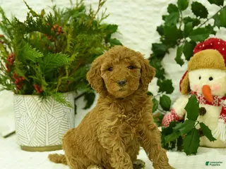 Goldendoodle dogs Elsa - Ad 6