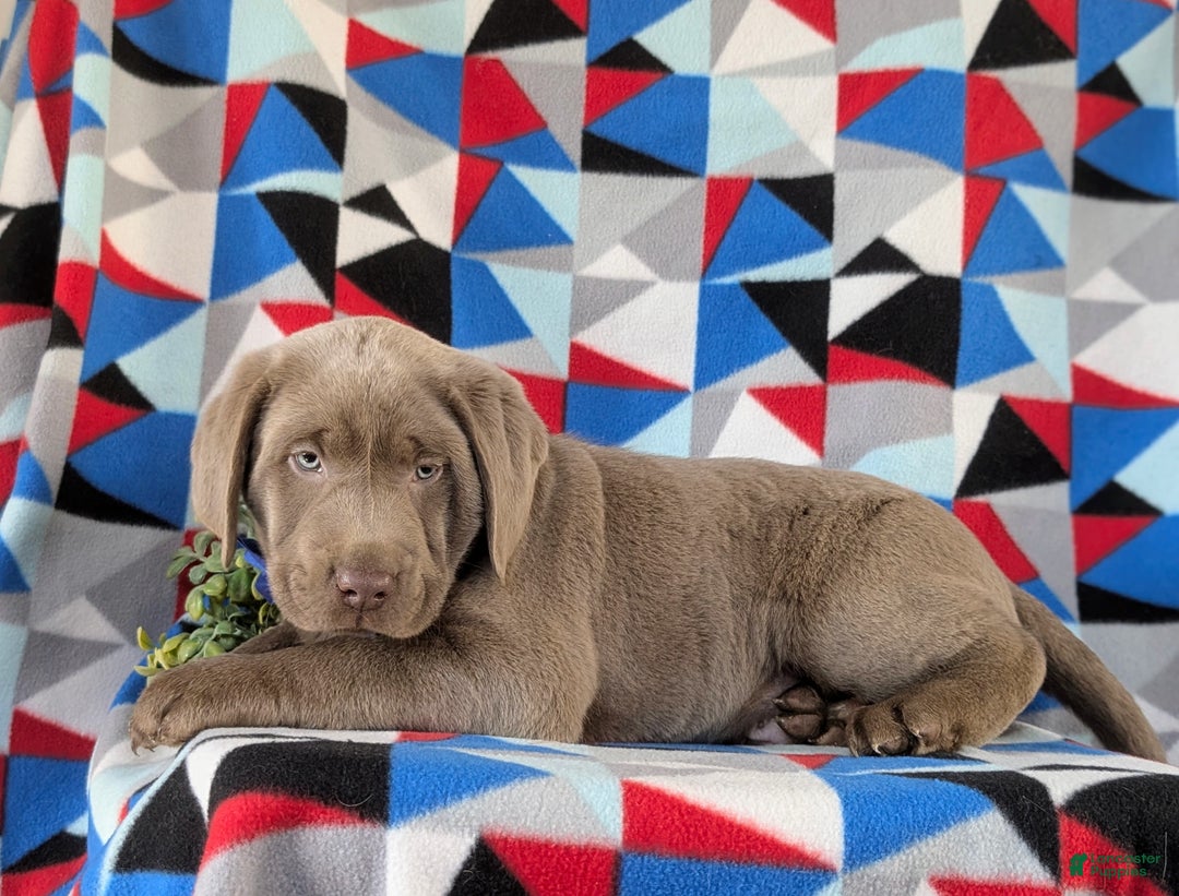 Labrador Retriever dogs for sale: Colton AKC Silver Lab - Ad 5