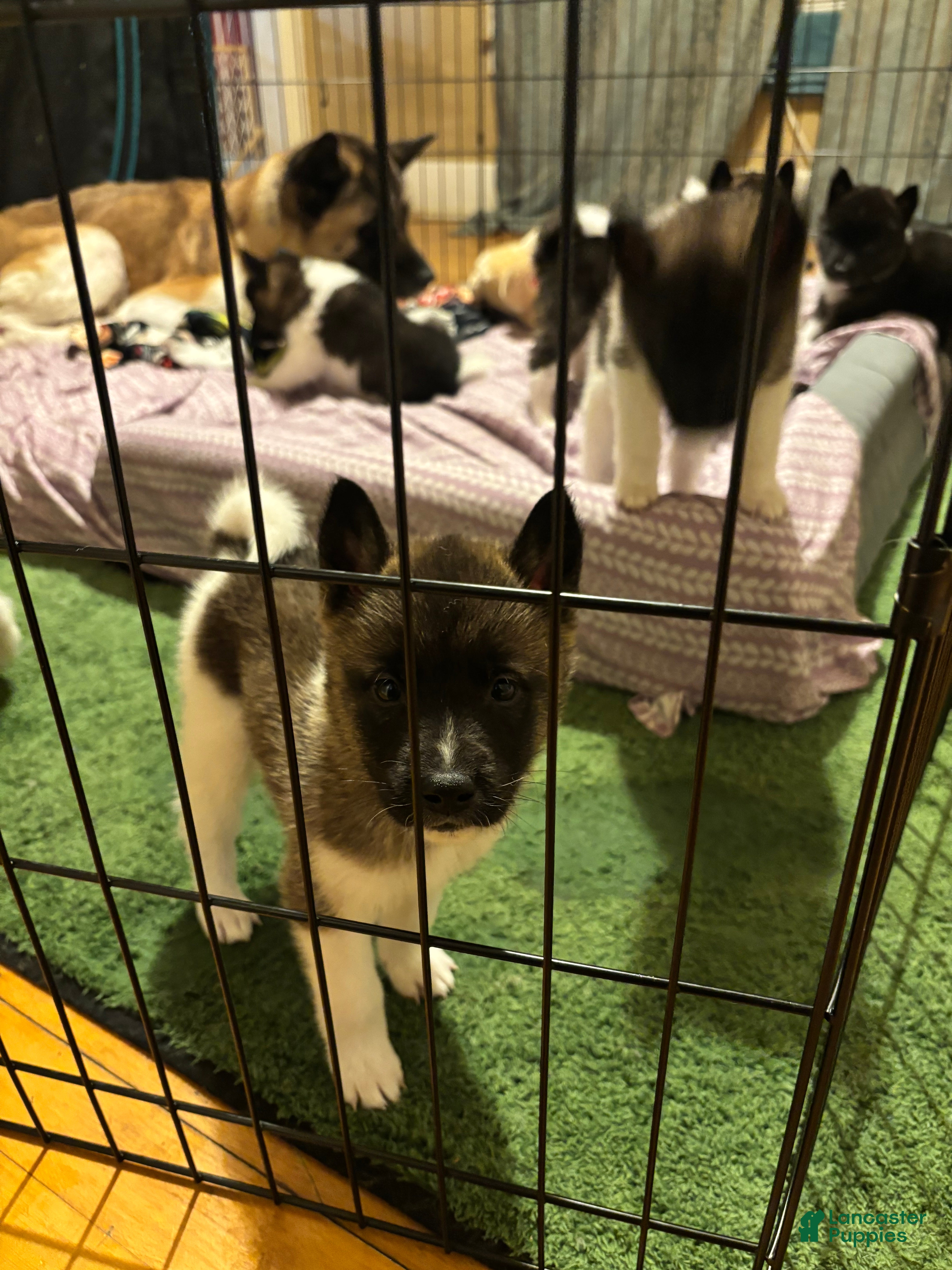 Akita dogs Akita Puppy 2 - Ad 27