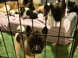 Akita dogs Akita Puppy 2 - Ad 27