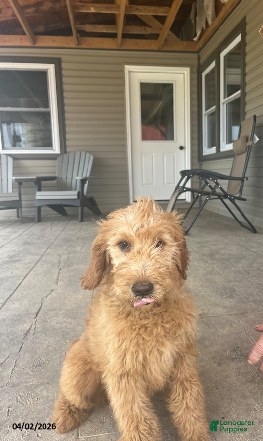 Goldendoodle dogs Steve - Ad 2