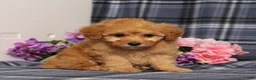 Miniature Poodle dogs for sale: AKC Queso - Ad 2