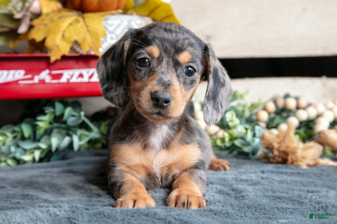 Miniature Dachshund dogs for sale: Betty - Ad 2