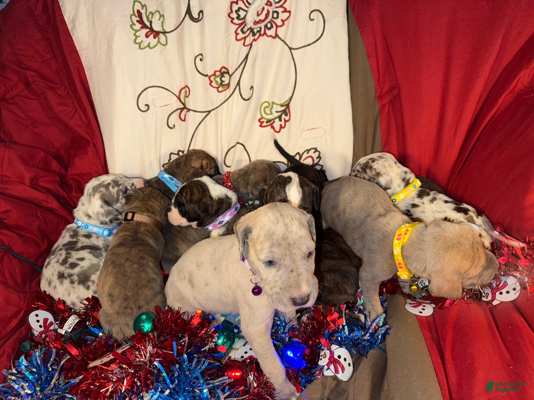 Great Dane dogs for sale: Mark - Ad 18