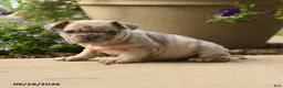 French Bulldog dogs for sale: Hugo - Ad 5