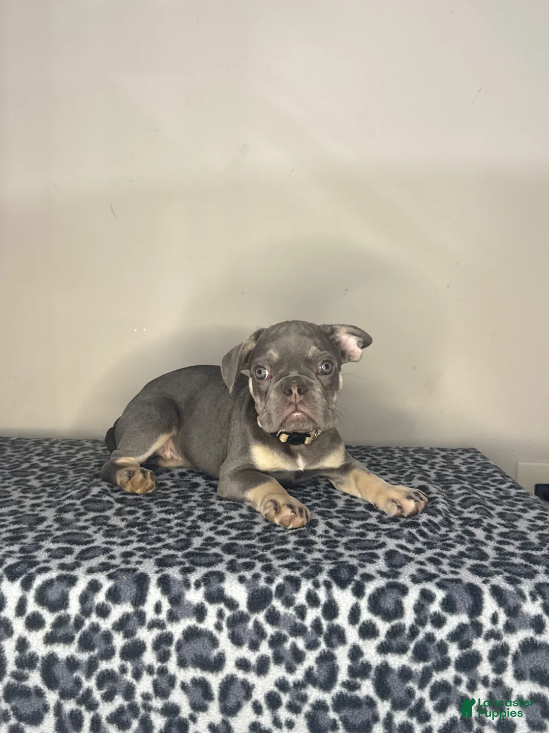 French Bulldog dogs for sale: French Bulldog 5 - Ad 2