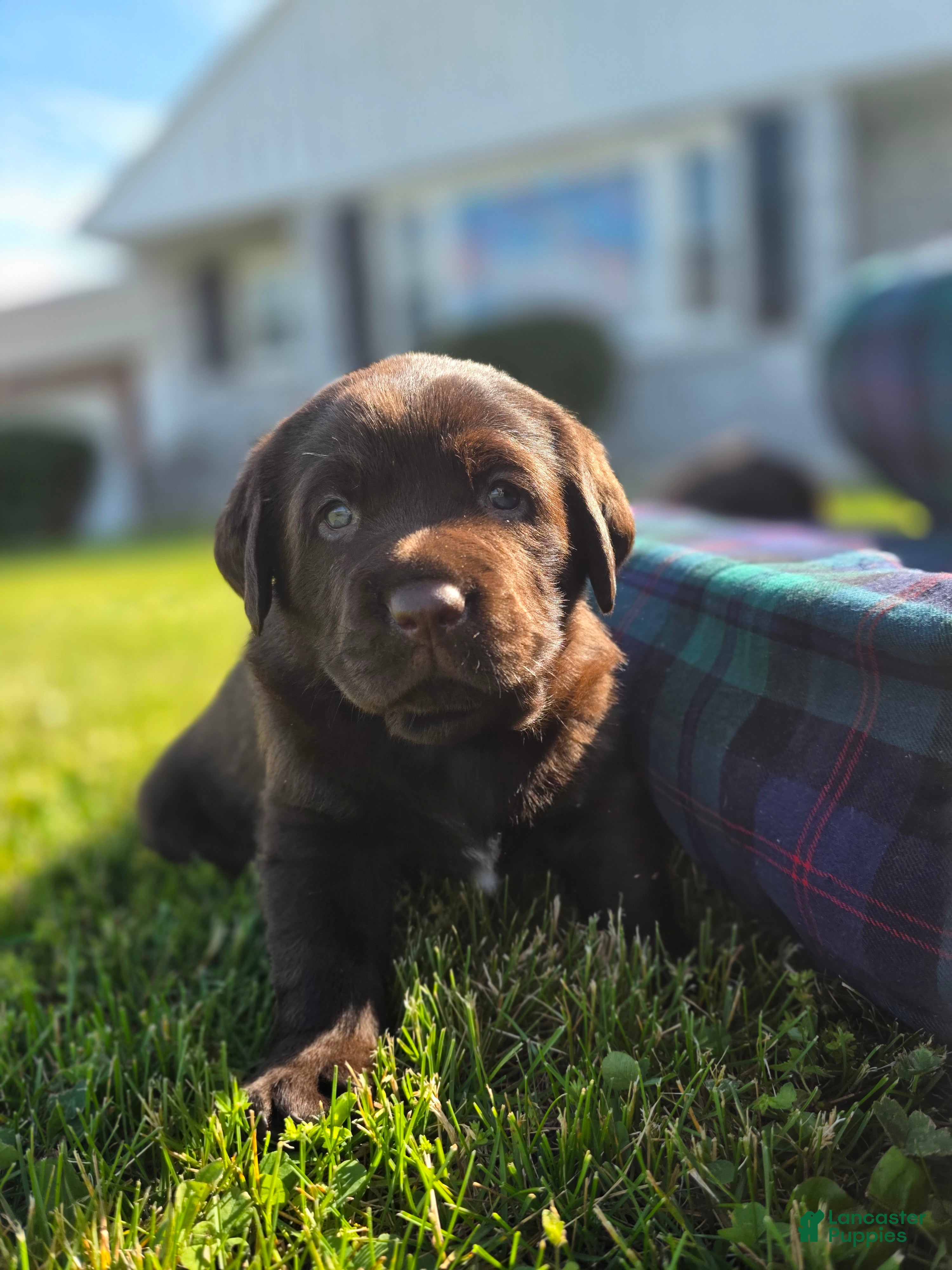 Labrador Retriever dogs for sale: Piper - Ad 1