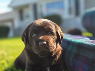 Labrador Retriever dogs for sale: Piper - Ad 1