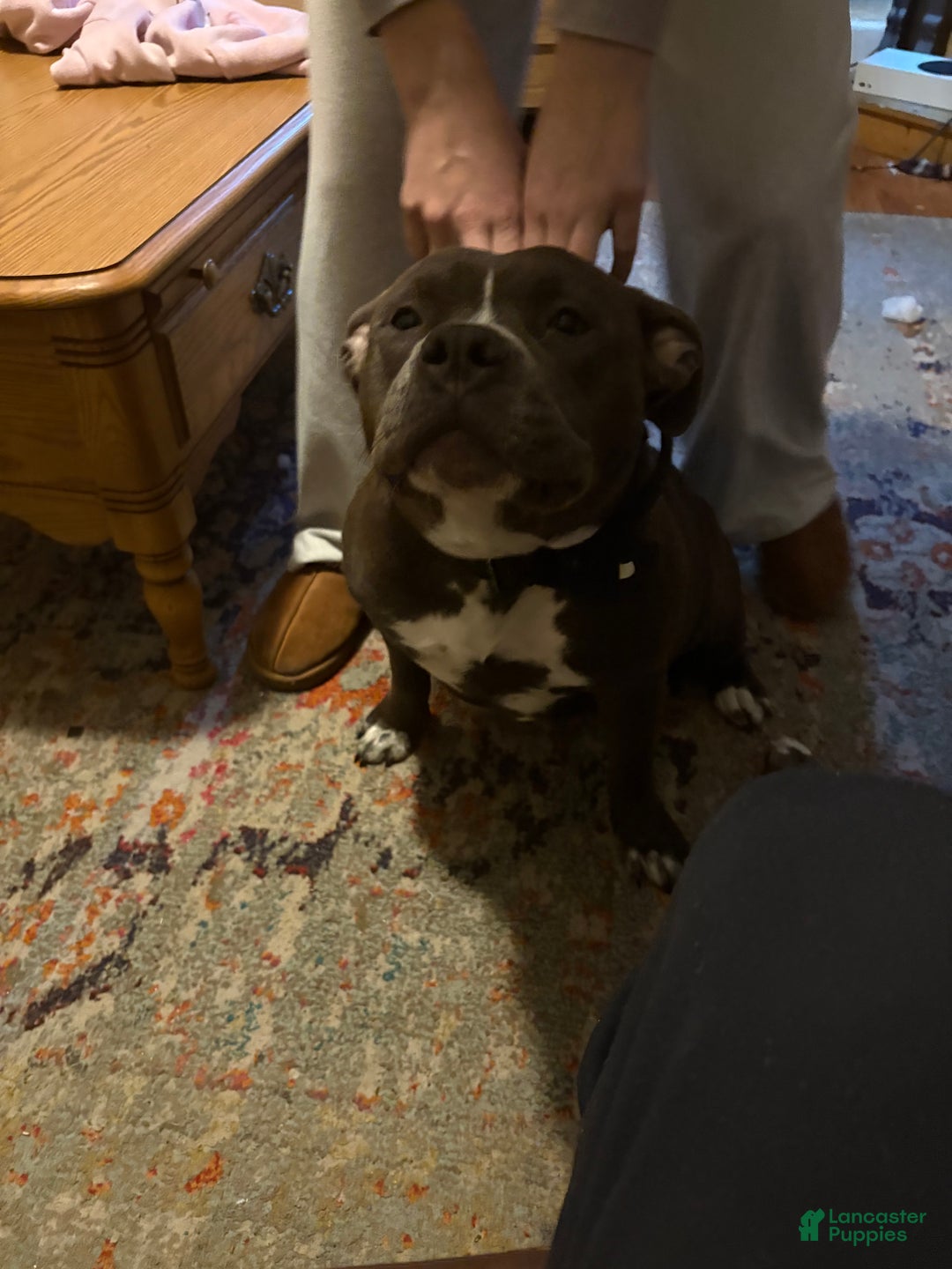 American Bully dogs for sale: American Bully Puppy 1 - Ad 2