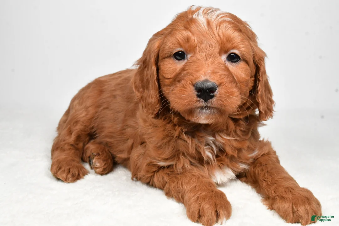 Mini Goldendoodle dogs for sale: Blake - Ad 6