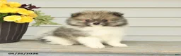 Pomeranian dogs for sale: Gedney - Ad 3