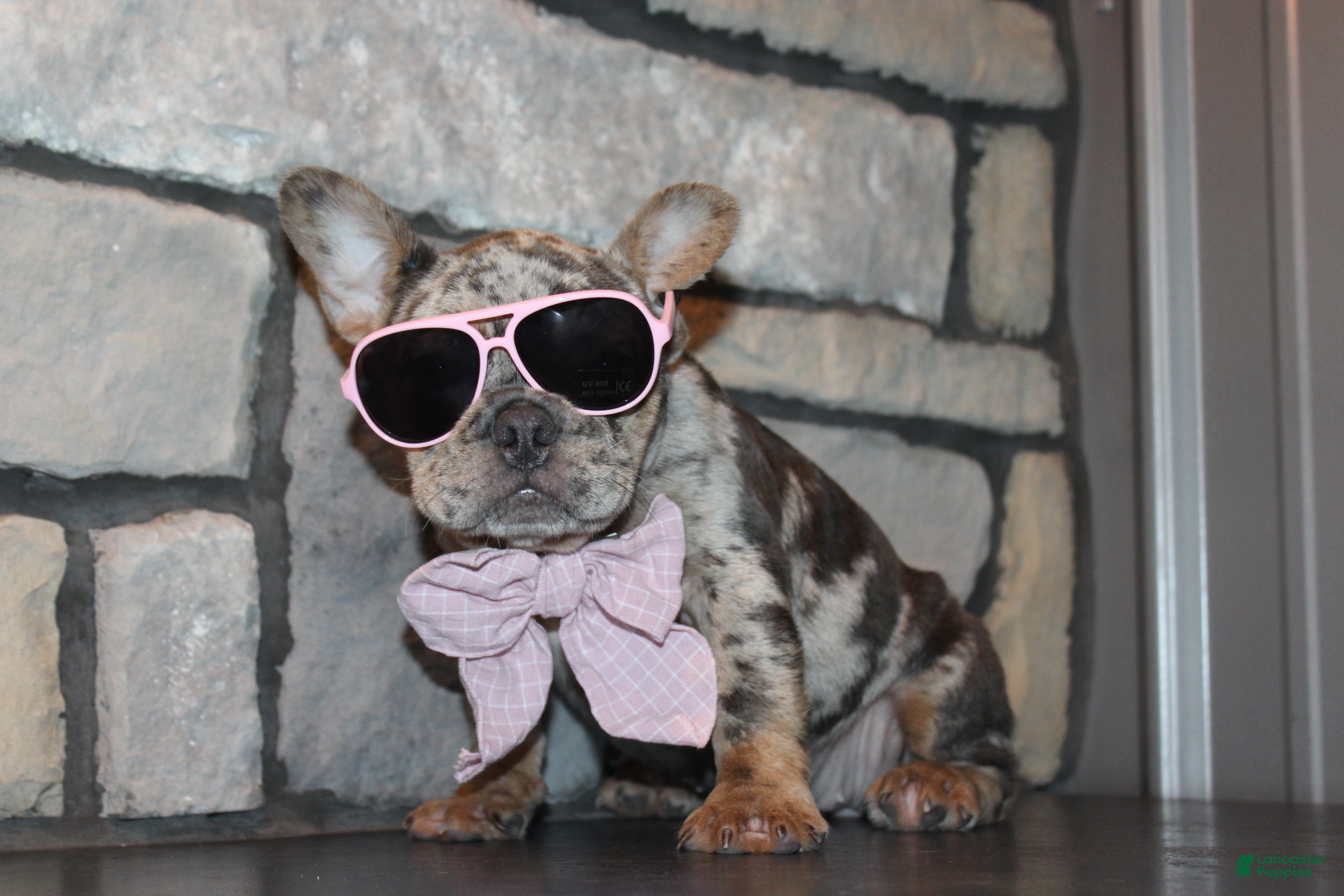 French Bulldog dogs for sale: AKC Zoe - Ad 2