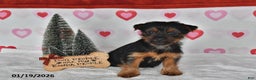 Yorkshire Terrier dogs for sale: Asher - Ad 1