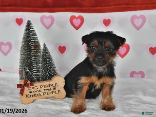 Yorkshire Terrier dogs Asher - Ad 31