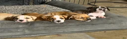 American Bully dogs for sale: Lillie - Ad 11