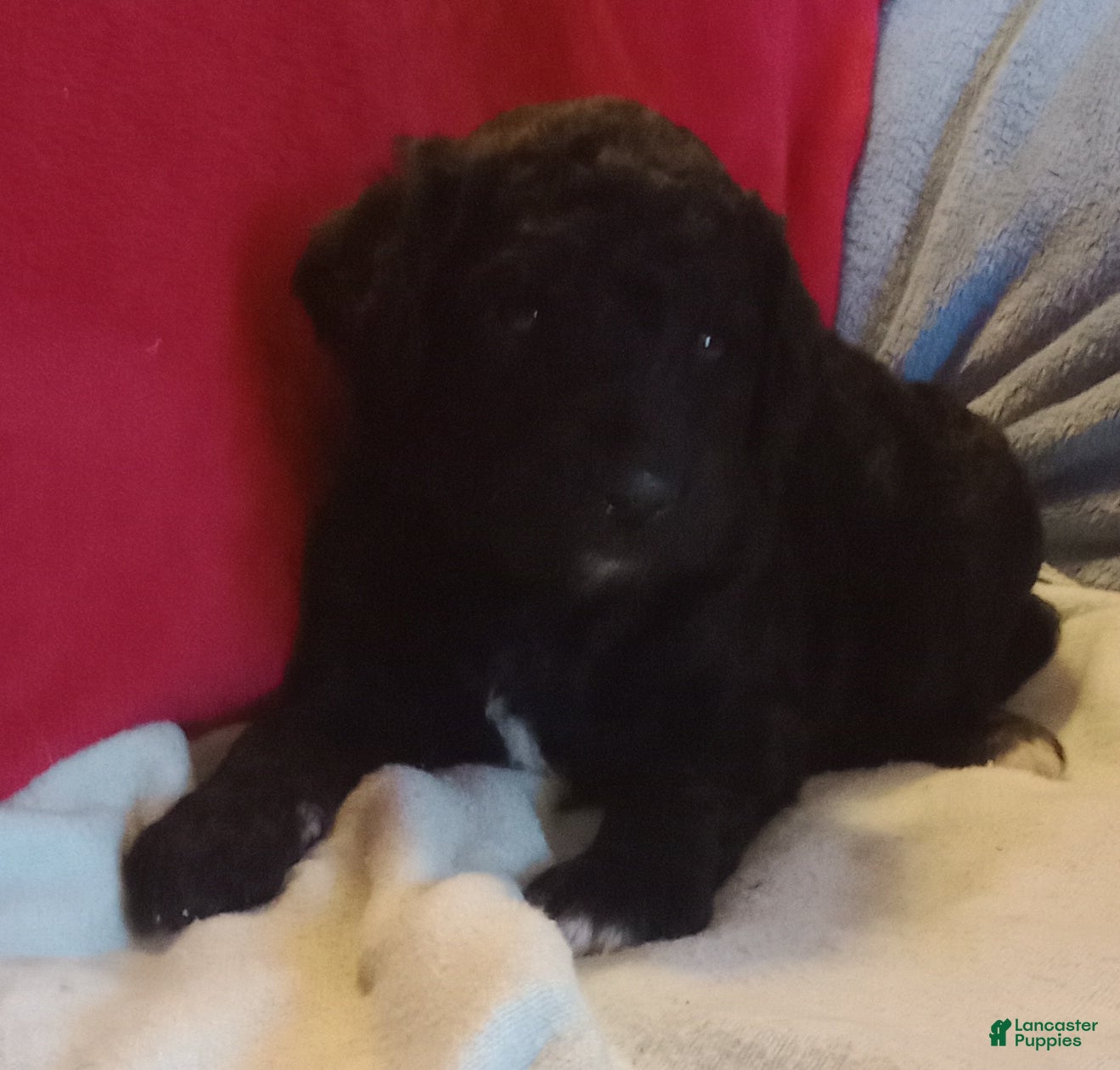 Standard Poodle dogs Chase - Standard Poodle - Ad 4