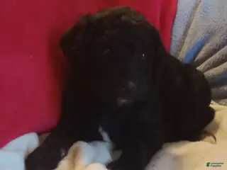 Standard Poodle dogs Chase - Standard Poodle - Ad 4