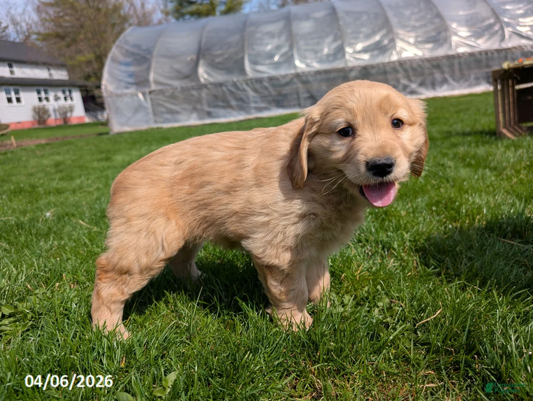 Mixed Breed dogs for sale: Alisa - Ad 7