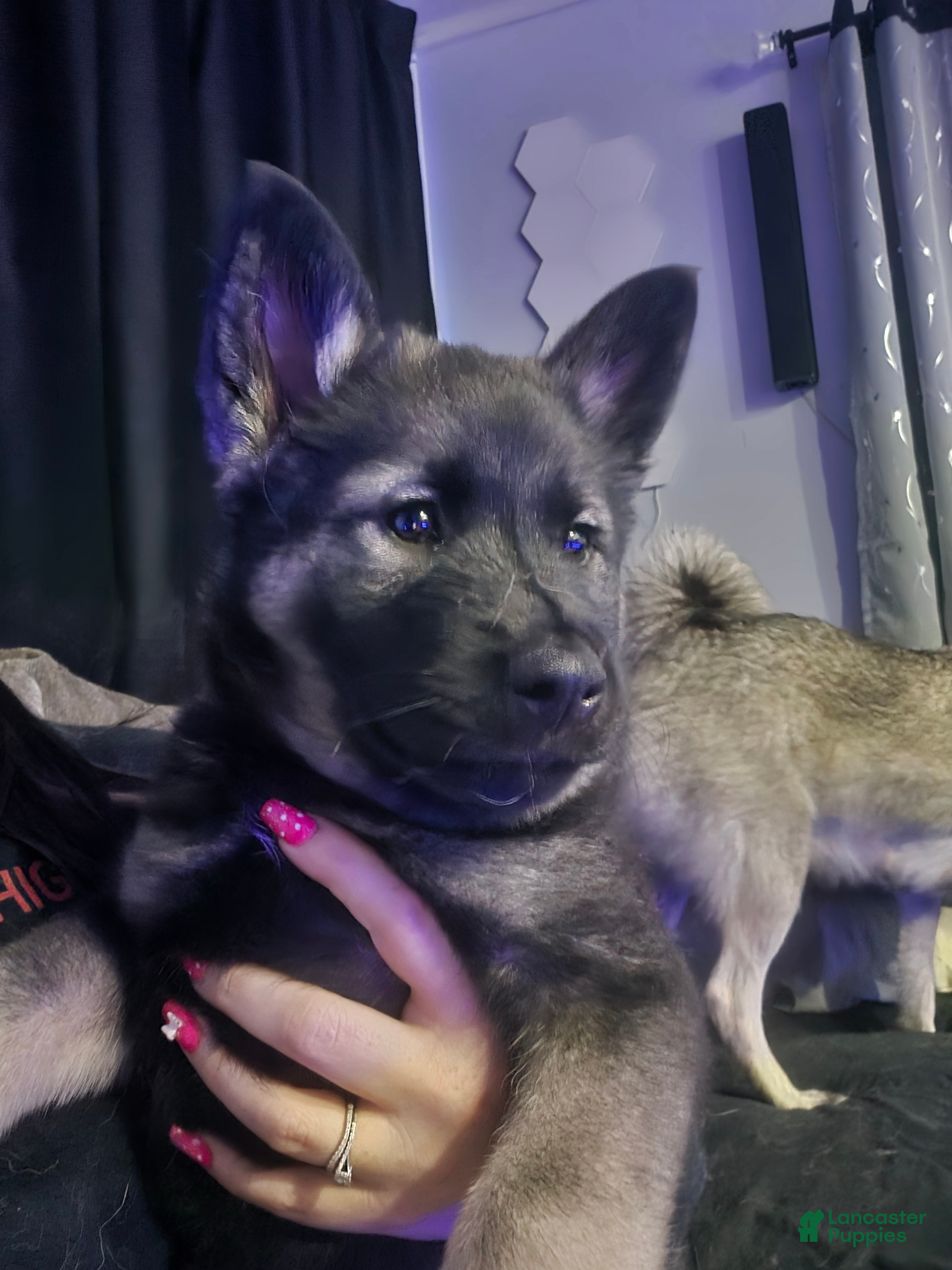 Norwegian Elkhound dogs Green - Ad 1