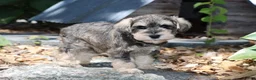 Miniature Schnauzer dogs for sale: Twister - Ad 8