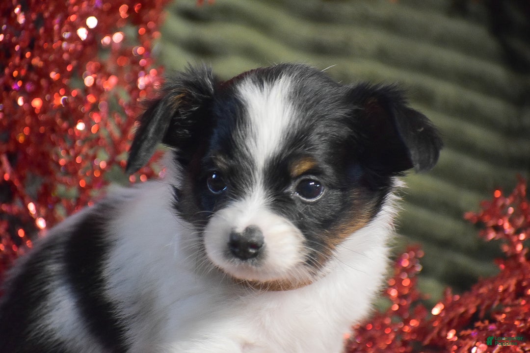 Papillon dogs for sale: Bison - Ad 4