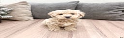 Goldendoodle dogs for sale: Prancer - Ad 2