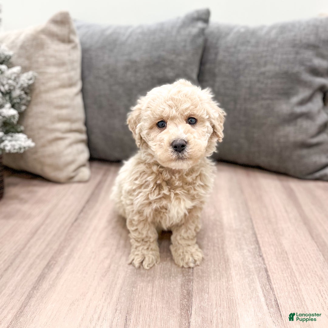 Goldendoodle dogs for sale: Prancer - Ad 2