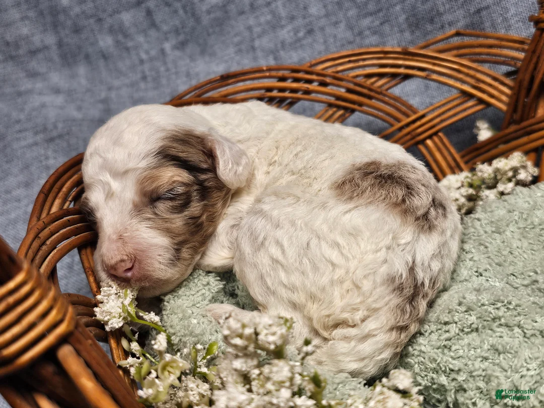 Mini Goldendoodle dogs for sale: Autumn - Ad 1