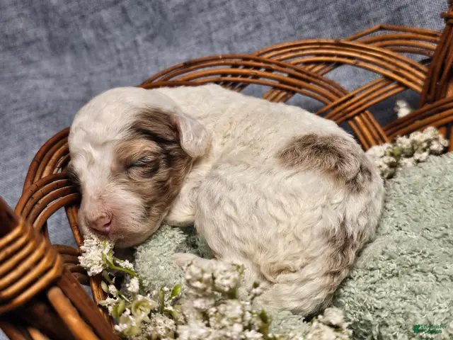 Mini Goldendoodle dogs for sale: Autumn - Ad 1