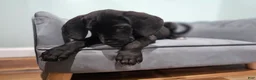 Great Dane dogs for sale: Black - Ad 3