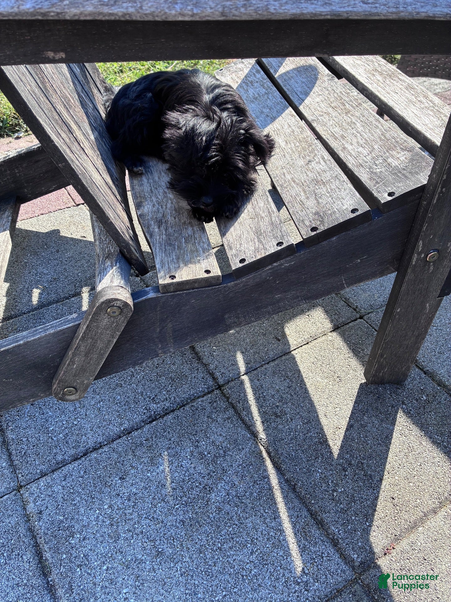 Yorkiepoo dogs Yorkiepoo 2 - Ad 2
