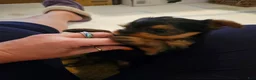 Yorkshire Terrier dogs for sale: Quinn - Ad 3