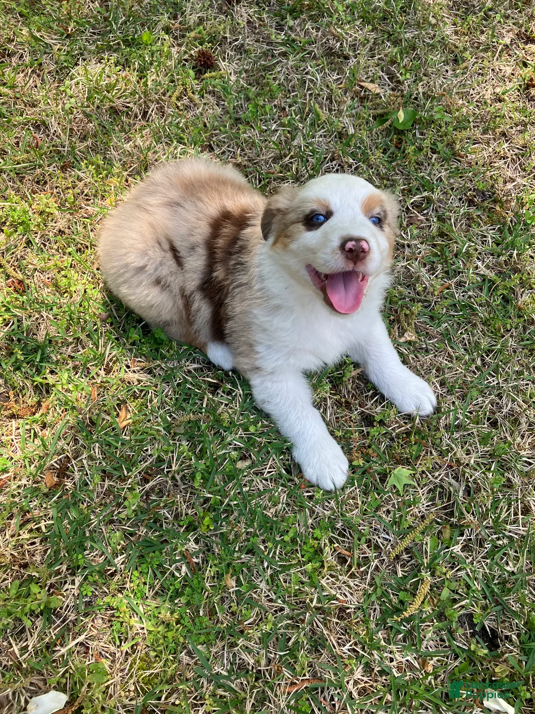 Australian Shepherd dogs for sale: Grizzly - Ad 1