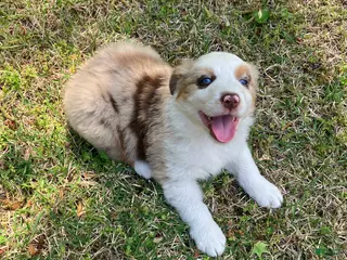 Australian Shepherd dogs for sale: Grizzly - Ad 4